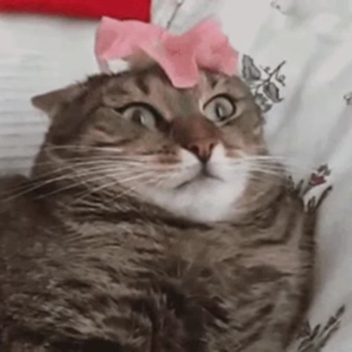 😑 Стикер «Funny animals 2 [gif]» для Telegram