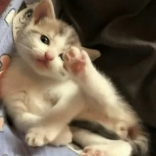 🤝 Стикер «Funny animals 2 [gif]» для Telegram