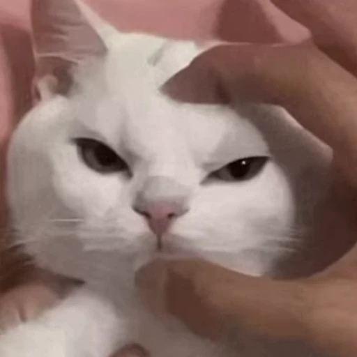 😠 Стикер «Funny animals 2 [gif]» для Telegram