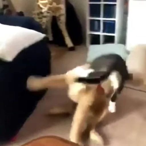 😤 Стикер «Funny animals 2 [gif]» для Telegram