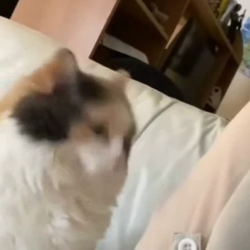 😐 Стикер «Funny animals 2 [gif]» для Telegram