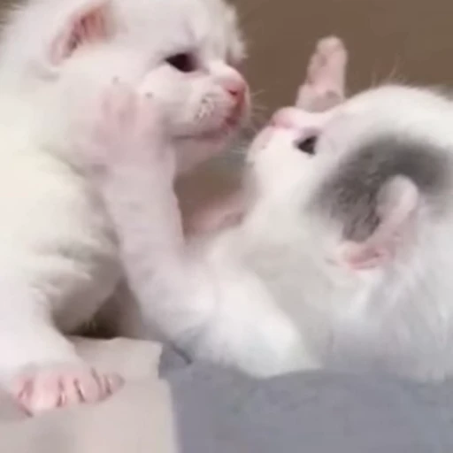 😗 Стикер «Funny animals 2 [gif]» для Telegram