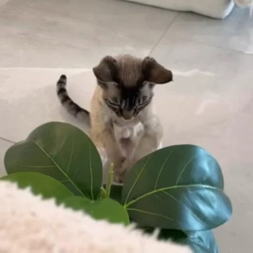 😤 Стикер «Funny animals 2 [gif]» для Telegram