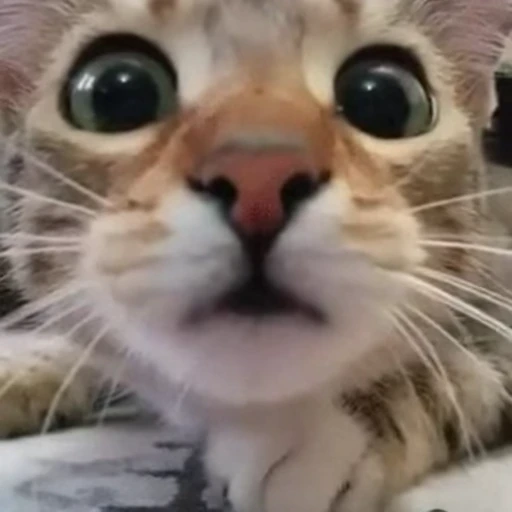 😦 Стикер «Funny animals 2 [gif]» для Telegram