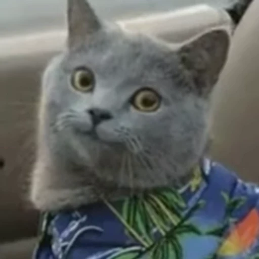 🙂 Стикер «Funny animals 2 [gif]» для Telegram