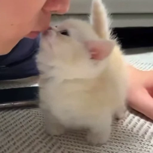 😘 Стикер «Funny animals 2 [gif]» для Telegram