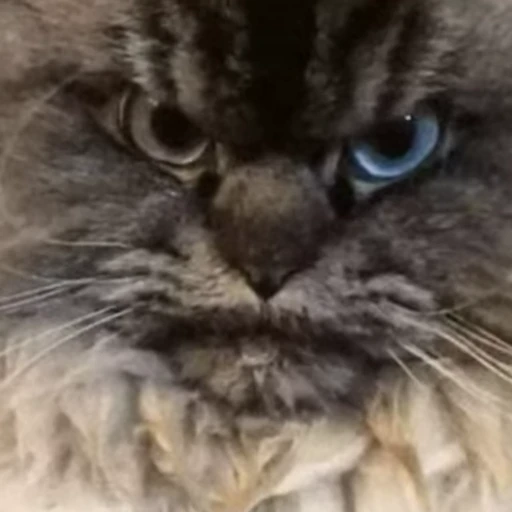 😤 Стикер «Funny animals 2 [gif]» для Telegram