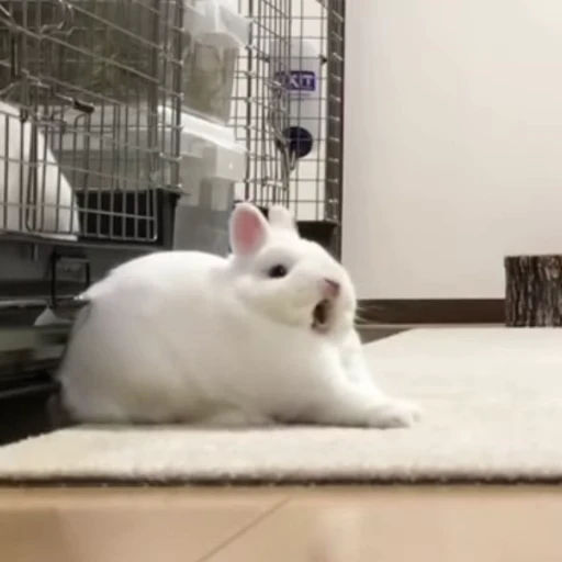 🥱 Стикер «Funny animals 2 [gif]» для Telegram