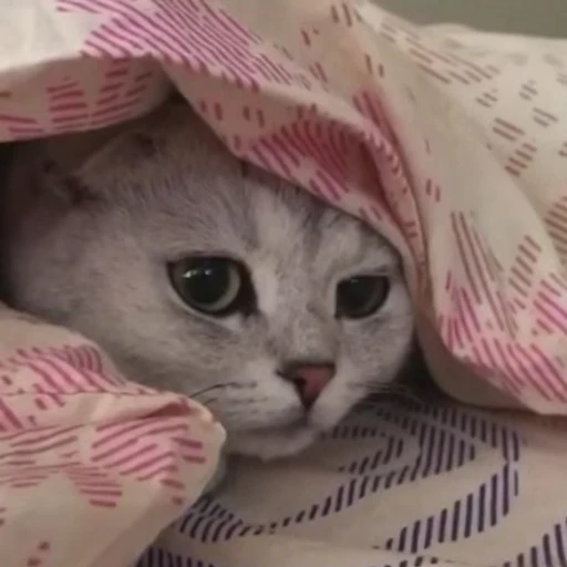 😴 Стикер «Funny animals 2 [gif]» для Telegram