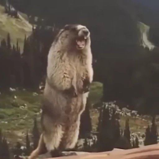 😤 Стикер «Funny animals 2 [gif]» для Telegram