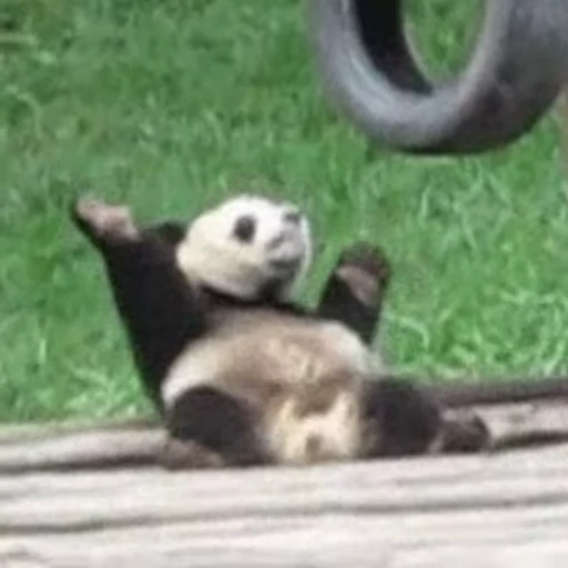 🤩 Стикер «Funny animals 2 [gif]» для Telegram
