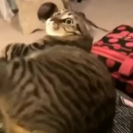 🤩 Стикер «Funny animals 2 [gif]» для Telegram
