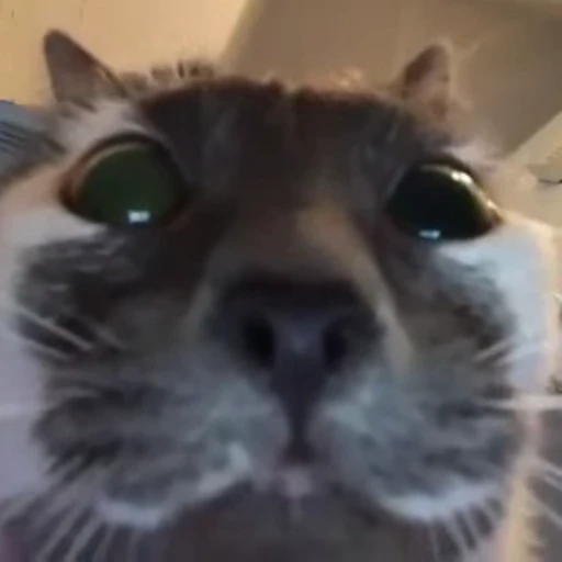 😯 Стикер «Funny animals 2 [gif]» для Telegram