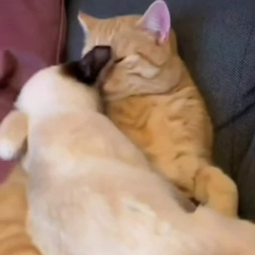 🥰 Стикер «Funny animals 2 [gif]» для Telegram
