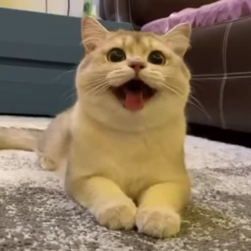 😯 Стикер «Funny animals 2 [gif]» для Telegram
