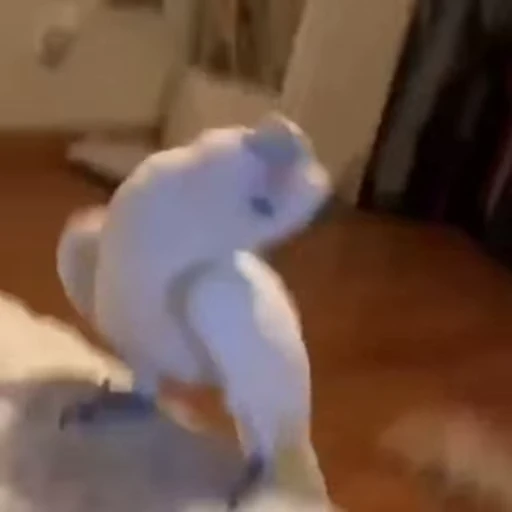 🕺 Стикер «Funny animals 2 [gif]» для Telegram