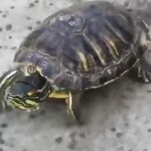 🏃‍♂️ Стикер «Funny animals 2 [gif]» для Telegram
