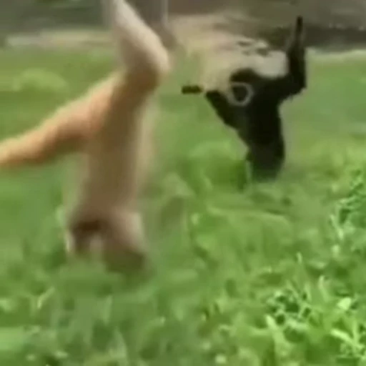 👋 Стикер «Funny animals 2 [gif]» для Telegram