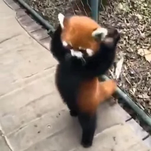😁 Стикер «Funny animals 2 [gif]» для Telegram