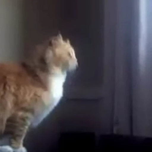 🥴 Стикер «Funny animals 2 [gif]» для Telegram
