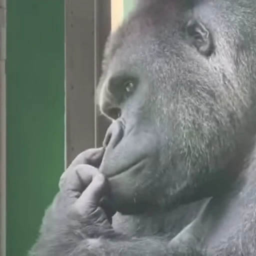 🤔 Стикер «Funny animals 2 [gif]» для Telegram