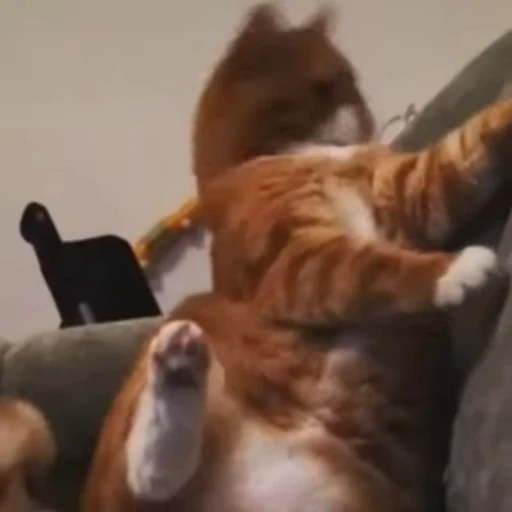 🤘 Стикер «Funny animals 2 [gif]» для Telegram