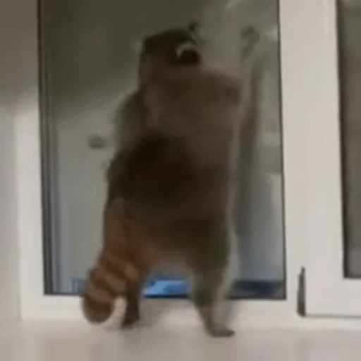 🤩 Стикер «Funny animals 2 [gif]» для Telegram