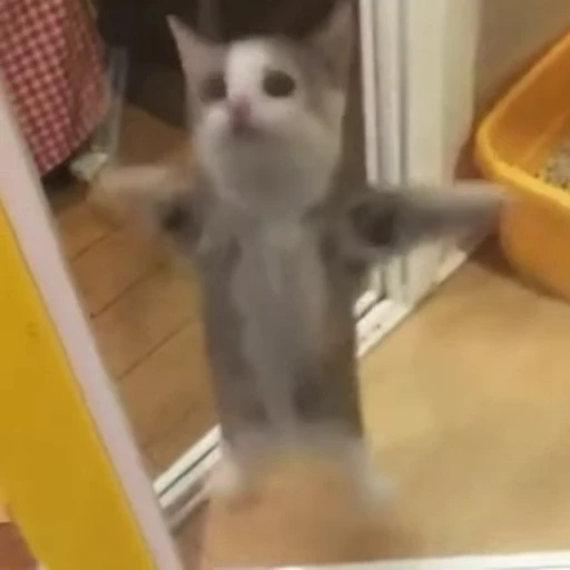 👋 Стикер «Funny animals 2 [gif]» для Telegram