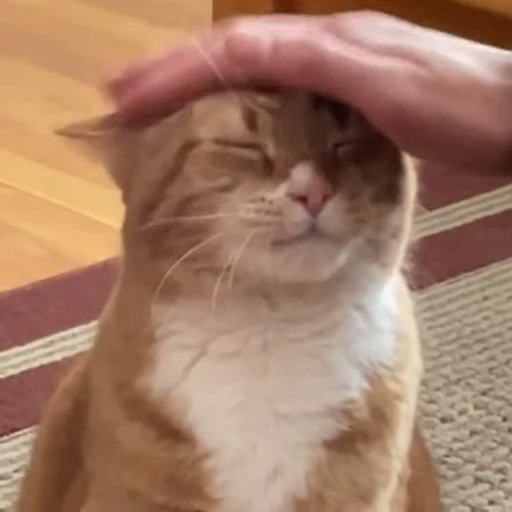 👍 Стикер «Funny animals 2 [gif]» для Telegram