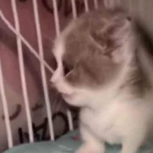 Стикерпак Funny animals 2 [gif] для Telegram