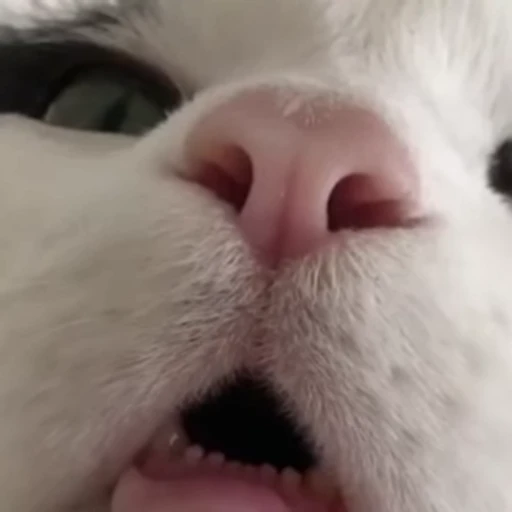 😯 Стикер «Funny animals 2 [gif]» для Telegram