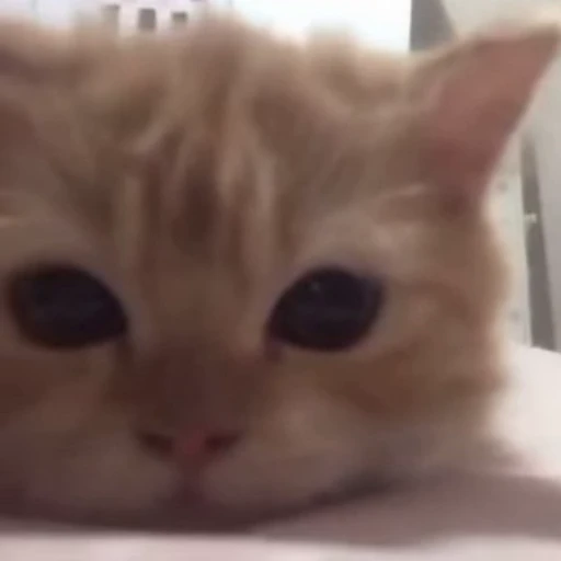 🙂 Стикер «Funny animals 2 [gif]» для Telegram