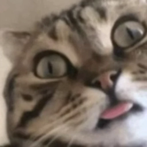 😛 Стикер «Funny animals 2 [gif]» для Telegram