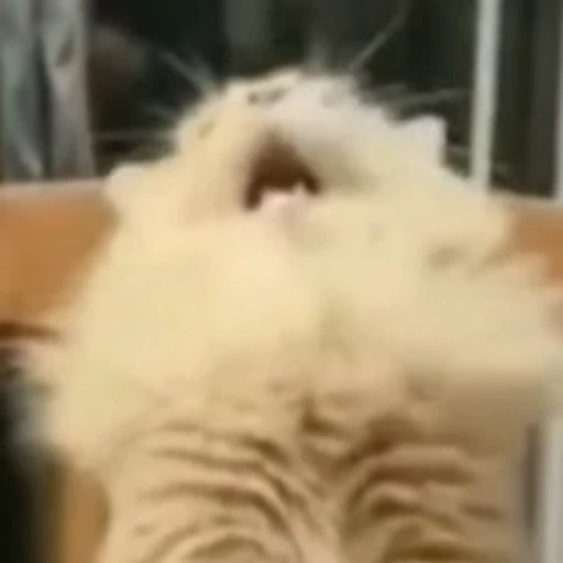 😫 Стикер «Funny animals 2 [gif]» для Telegram