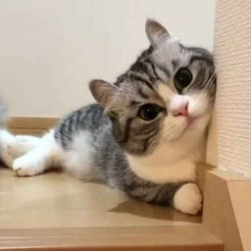 🙂 Стикер «Funny animals 2 [gif]» для Telegram