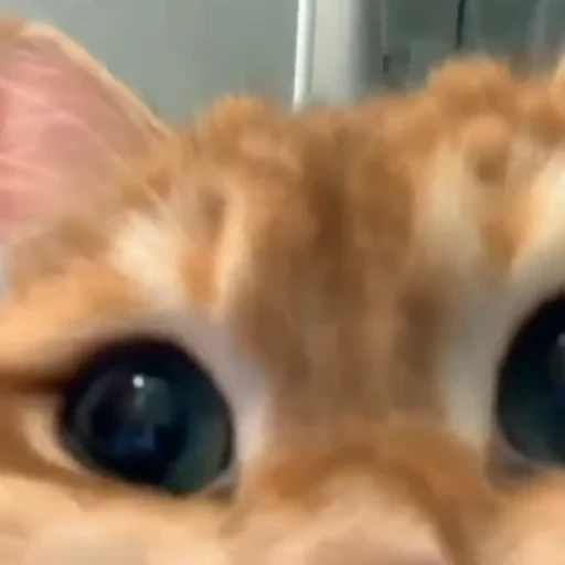 😳 Стикер «Funny animals 2 [gif]» для Telegram