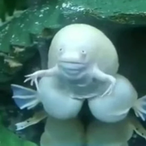 🤯 Стикер «Funny animals 2 [gif]» для Telegram