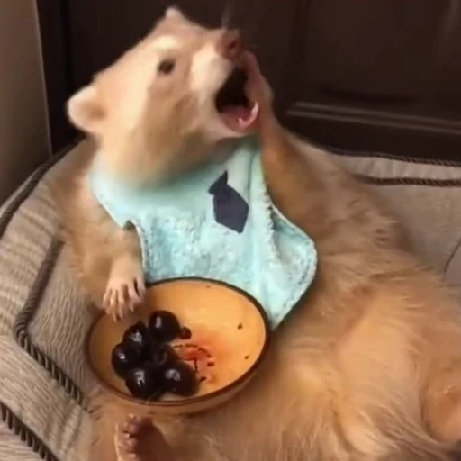 🍒 Стикер «Funny animals 2 [gif]» для Telegram