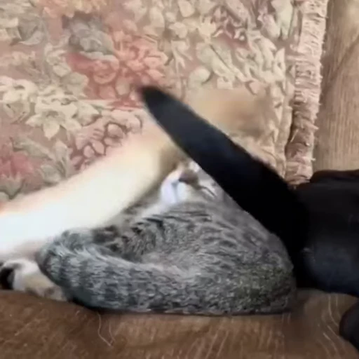 😤 Стикер «Funny animals 2 [gif]» для Telegram