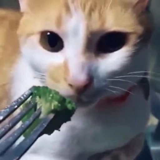 🥴 Стикер «Funny animals 2 [gif]» для Telegram