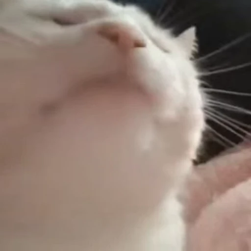 🕺 Стикер «Funny animals 2 [gif]» для Telegram
