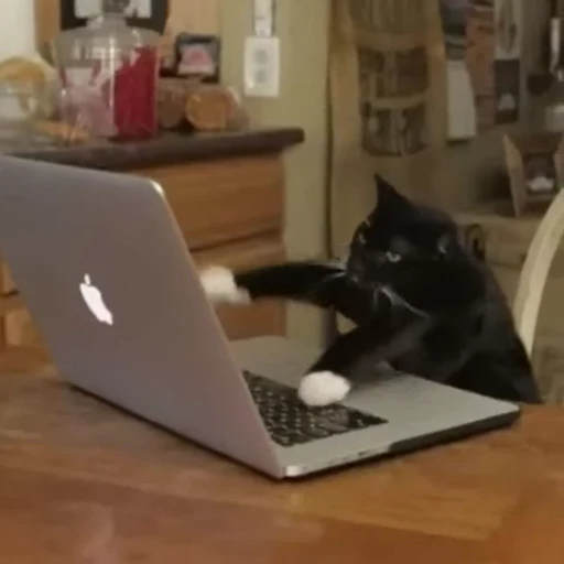 😤 Стикер «Funny animals 2 [gif]» для Telegram