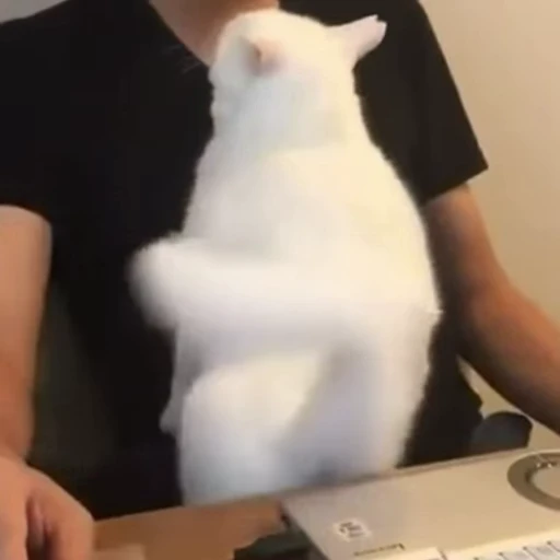 😶 Стикер «Funny animals 2 [gif]» для Telegram