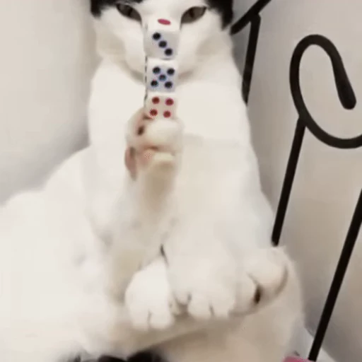 🐱 Стикер «Коты ?» для Telegram