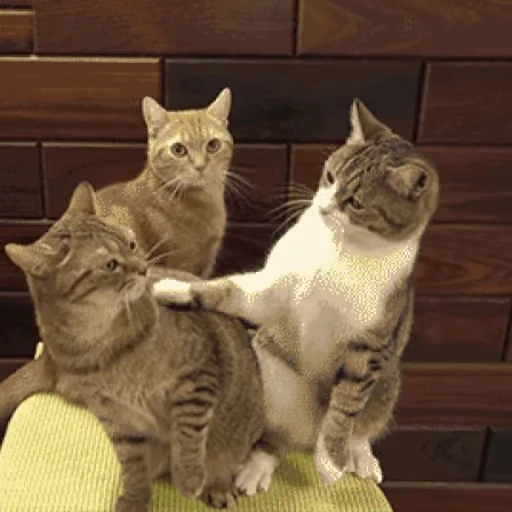 😾 Стикер «Коты ?» для Telegram