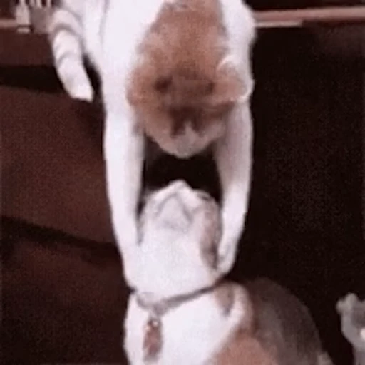 😸 Стикер «Коты ?» для Telegram