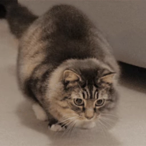 🐱 Стикер «Коты ?» для Telegram