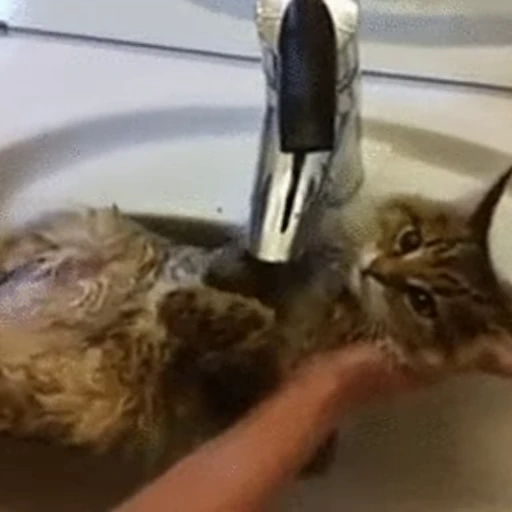 🛁 Стикер «Коты ?» для Telegram