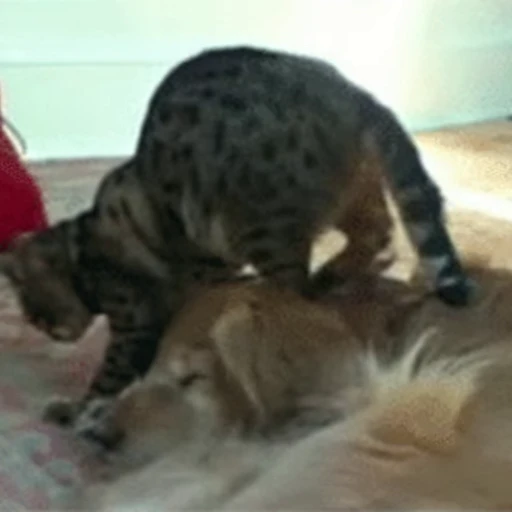 🐱 Стикер «Коты ?» для Telegram