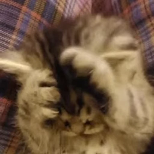 😽 Стикер «Коты ?» для Telegram